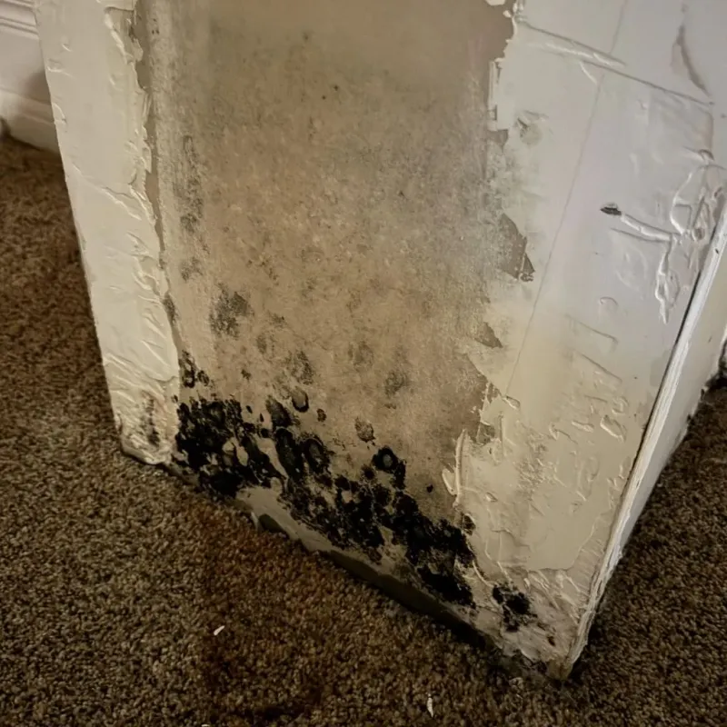Professional Mold Removal in Paterson, NJ